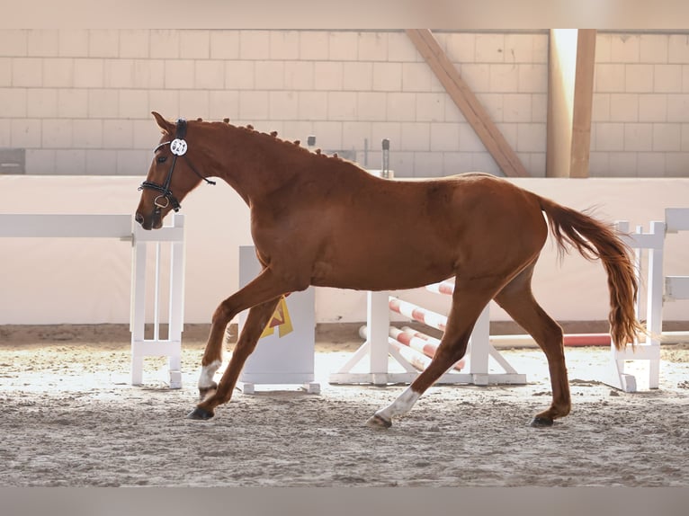 Deutsches Sportpferd Stute 3 Jahre 162 cm Fuchs in Nauen