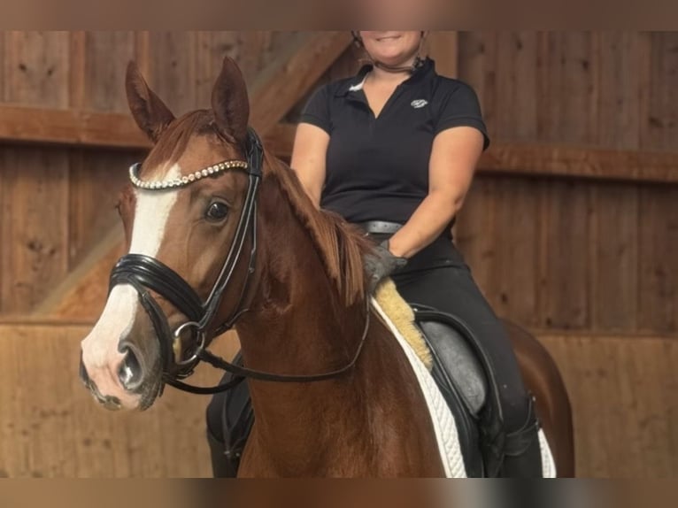 Deutsches Sportpferd Stute 3 Jahre 162 cm Fuchs in Jengen