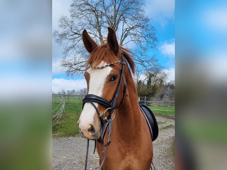 Deutsches Sportpferd Stute 3 Jahre 162 cm Fuchs in Kaufbeuren