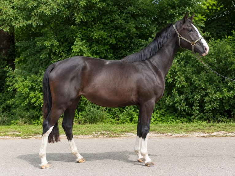 Deutsches Sportpferd Stute 3 Jahre 162 cm Rappe in Oettingen