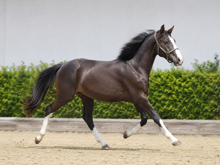Deutsches Sportpferd Stute 3 Jahre 162 cm Rappe in Oettingen