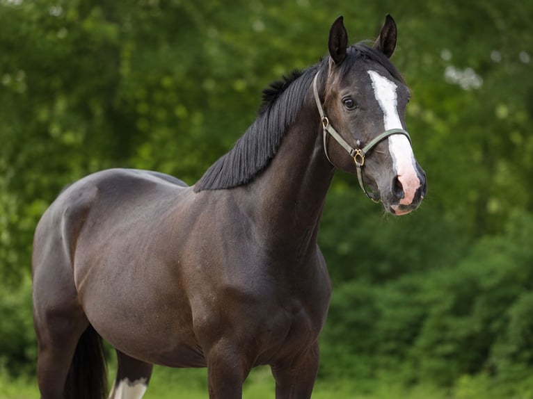 Deutsches Sportpferd Stute 3 Jahre 162 cm Rappe in Oettingen