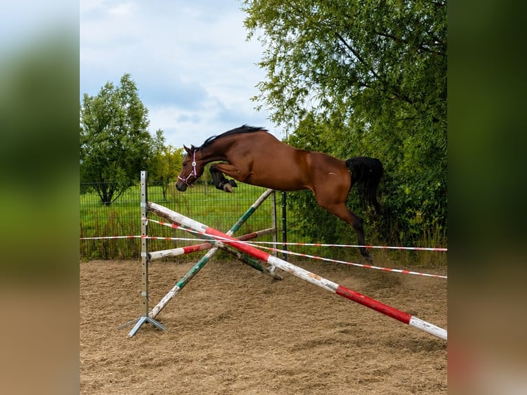 Deutsches Sportpferd Stute 3 Jahre 162 cm Rotbrauner in Słońsk