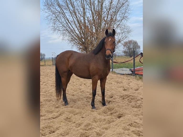 Deutsches Sportpferd Stute 3 Jahre 162 cm Rotbrauner in Słońsk