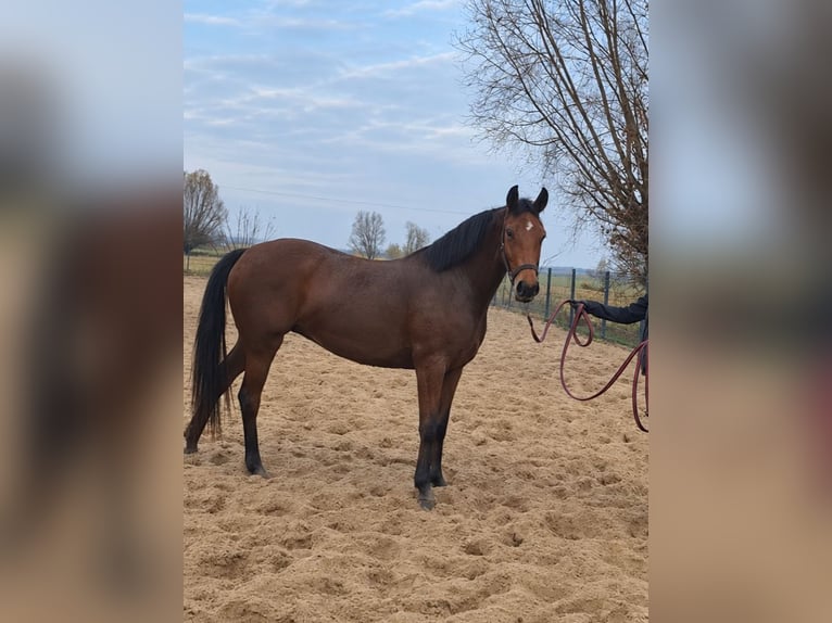 Deutsches Sportpferd Stute 3 Jahre 162 cm Rotbrauner in Słońsk