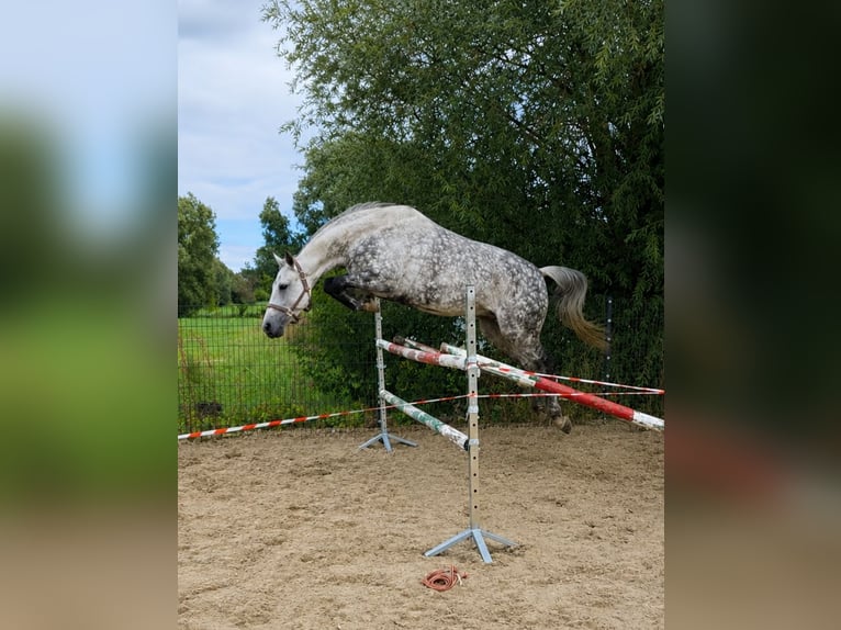 Deutsches Sportpferd Stute 3 Jahre 162 cm Rotbrauner in Słońsk