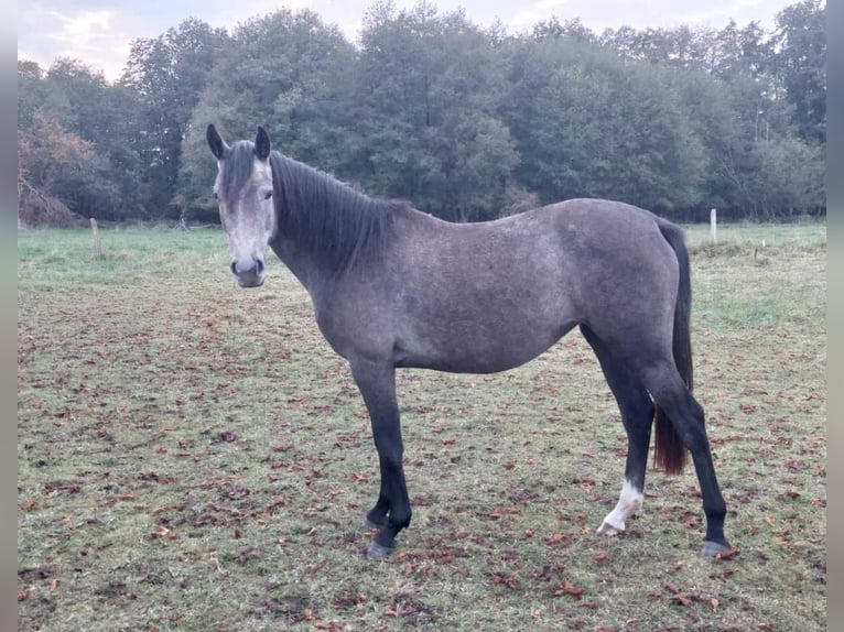 Deutsches Sportpferd Stute 3 Jahre 162 cm Schimmel in Badingen