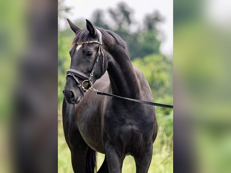 Deutsches Sportpferd Stute 3 Jahre 162 cm Schwarzbrauner in Kraiburg am Inn