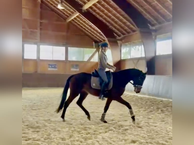 Deutsches Sportpferd Stute 3 Jahre 163 cm Brauner in Wolnzach