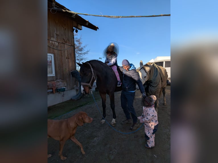 Deutsches Sportpferd Stute 3 Jahre 163 cm Brauner in Laufen