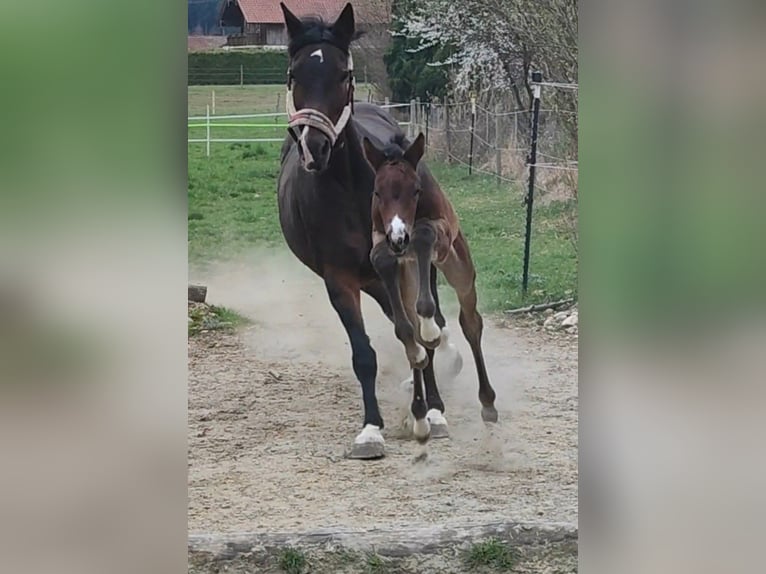 Deutsches Sportpferd Stute 3 Jahre 163 cm Brauner in Laufen