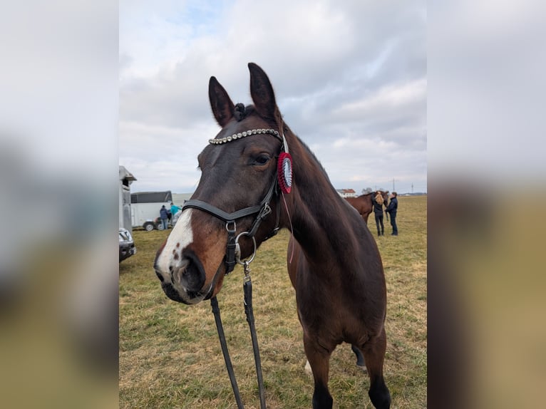 Deutsches Sportpferd Stute 3 Jahre 163 cm Brauner in Laufen