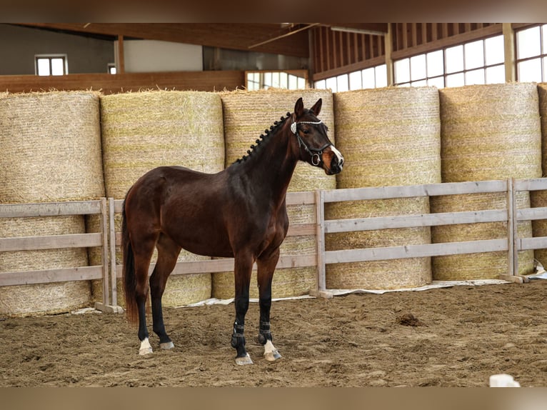 Deutsches Sportpferd Stute 3 Jahre 163 cm Brauner in Laufen