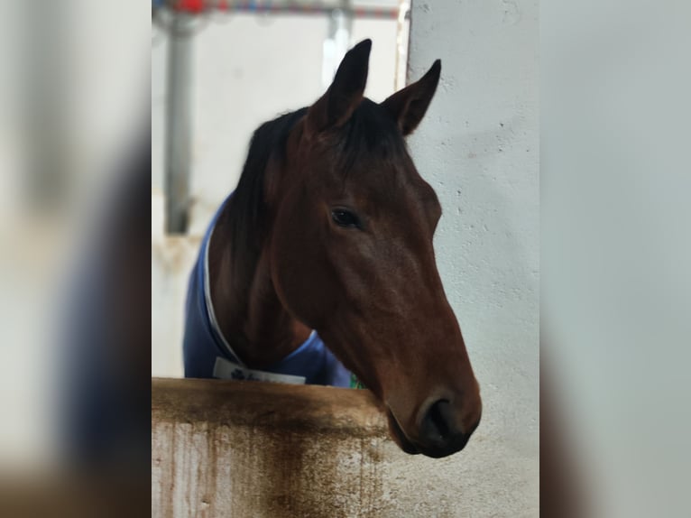 Deutsches Sportpferd Stute 3 Jahre 163 cm Brauner in Thyrnau