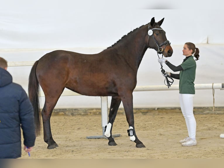 Deutsches Sportpferd Stute 3 Jahre 163 cm Dunkelbrauner in Limburgerhof