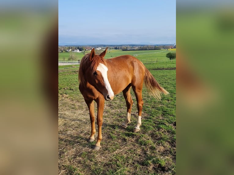 Deutsches Sportpferd Stute 3 Jahre 163 cm Fuchs in Kaufbeuren