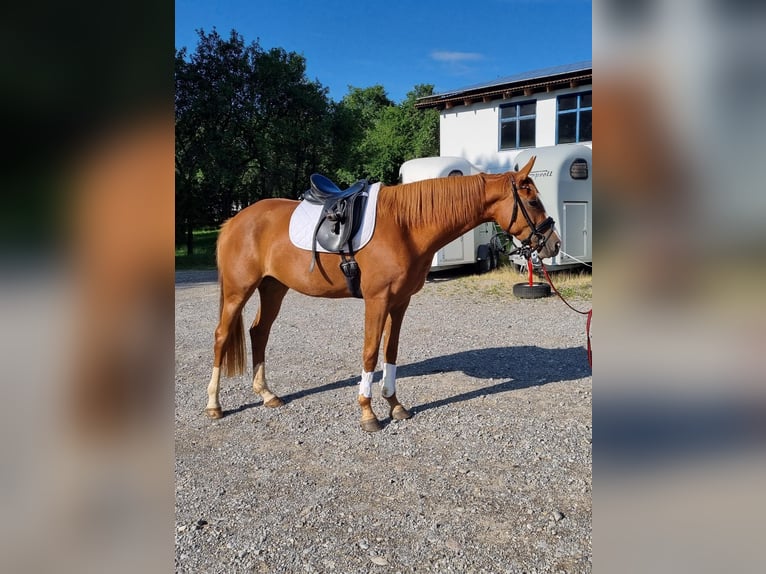 Deutsches Sportpferd Stute 3 Jahre 163 cm Fuchs in Kaufbeuren