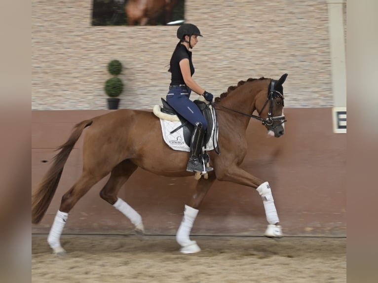 Deutsches Sportpferd Stute 3 Jahre 163 cm Fuchs in Wehringen