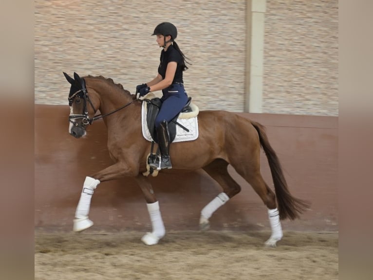 Deutsches Sportpferd Stute 3 Jahre 163 cm Fuchs in Wehringen