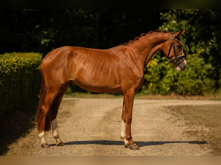 Deutsches Sportpferd Stute 3 Jahre 163 cm Fuchs in Wehringen