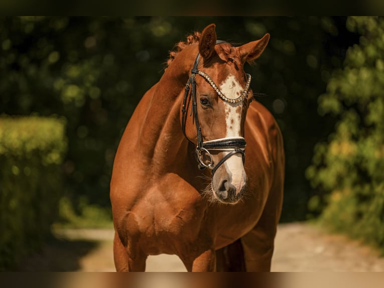 Deutsches Sportpferd Stute 3 Jahre 163 cm Fuchs in Wehringen