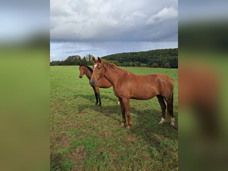 Deutsches Sportpferd Stute 3 Jahre 163 cm Fuchs in Herchenrode