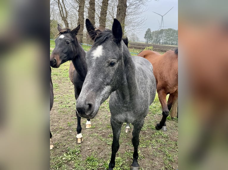 Deutsches Sportpferd Stute 3 Jahre 163 cm Schimmel in Neustadt-Dosse