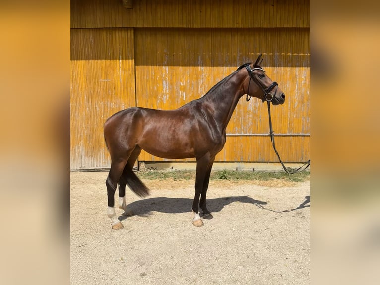 Deutsches Sportpferd Stute 3 Jahre 163 cm Schwarzbrauner in Neresheim
