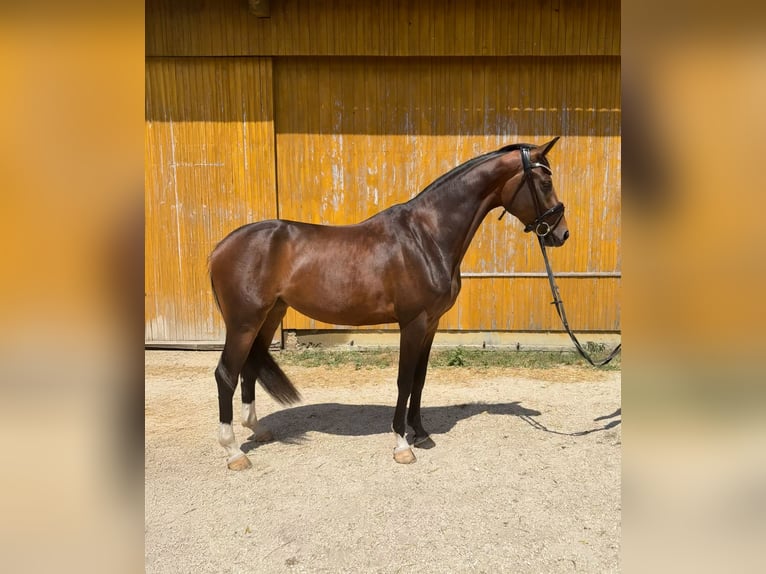 Deutsches Sportpferd Stute 3 Jahre 163 cm Schwarzbrauner in Neresheim