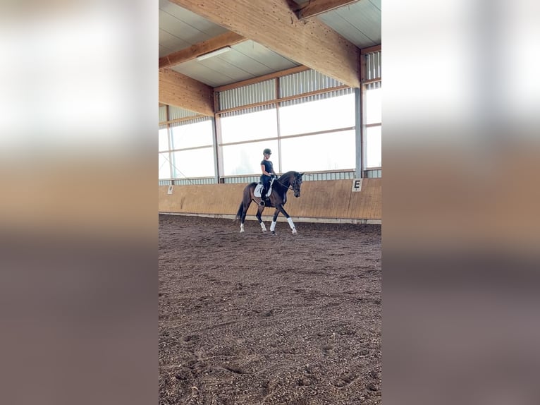 Deutsches Sportpferd Stute 3 Jahre 163 cm Schwarzbrauner in Neresheim