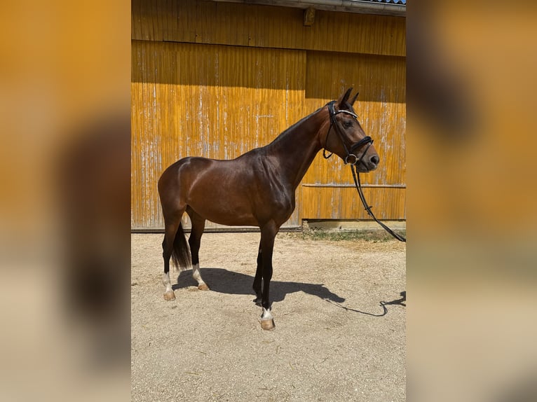 Deutsches Sportpferd Stute 3 Jahre 163 cm Schwarzbrauner in Neresheim