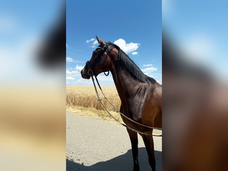 Deutsches Sportpferd Stute 3 Jahre 163 cm Schwarzbrauner in Neresheim