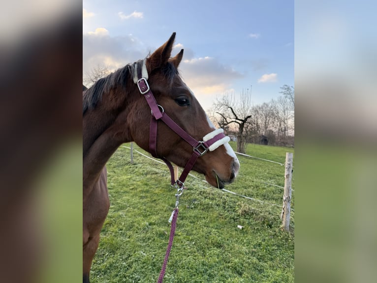 Deutsches Sportpferd Stute 3 Jahre 164 cm Brauner in Flums
