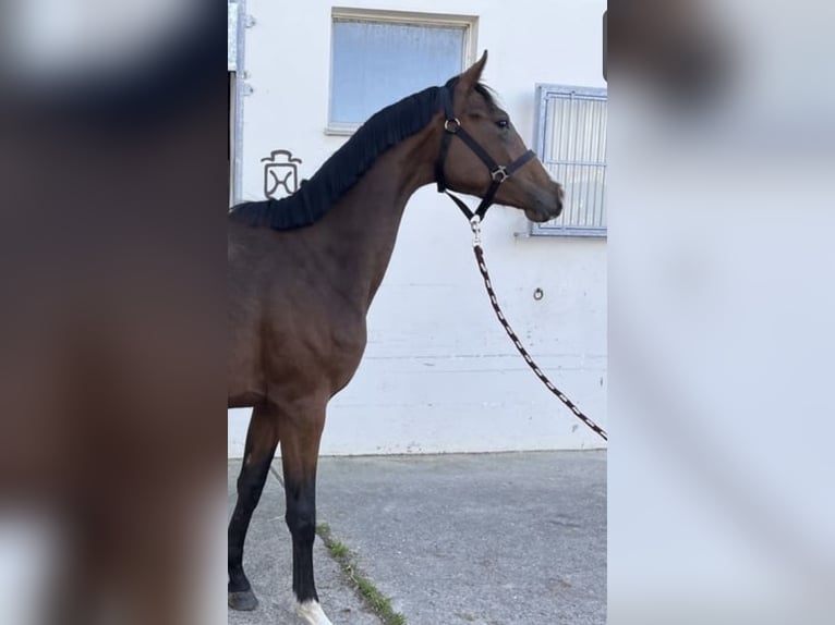 Deutsches Sportpferd Stute 3 Jahre 164 cm Brauner in Flums