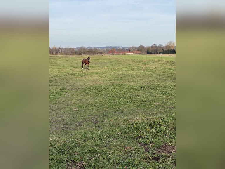 Deutsches Sportpferd Stute 3 Jahre 164 cm Brauner in Flums