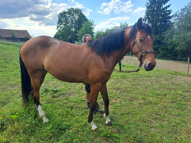 Deutsches Sportpferd Stute 3 Jahre 164 cm Brauner in Bad Wurzach
