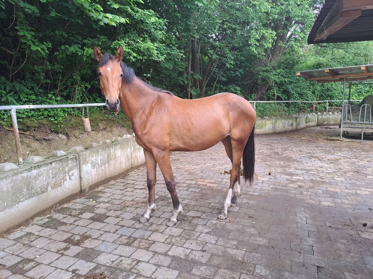 Deutsches Sportpferd Stute 3 Jahre 164 cm Brauner in Bad Wurzach