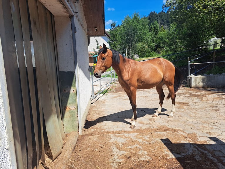 Deutsches Sportpferd Stute 3 Jahre 164 cm Brauner in Bad Wurzach