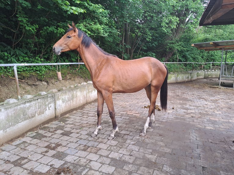 Deutsches Sportpferd Stute 3 Jahre 164 cm Brauner in Bad Wurzach