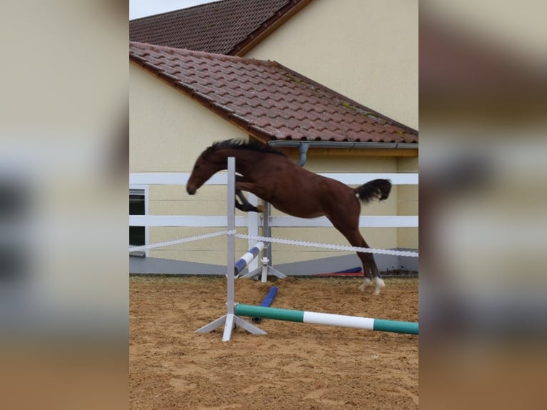 Deutsches Sportpferd Stute 3 Jahre 164 cm Brauner in Ehingen am Ries