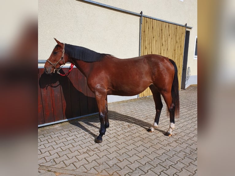 Deutsches Sportpferd Stute 3 Jahre 164 cm Brauner in Ehingen am Ries