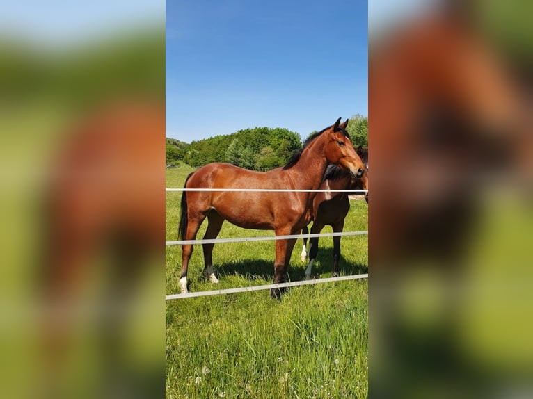 Deutsches Sportpferd Stute 3 Jahre 164 cm Brauner in Ehingen am Ries