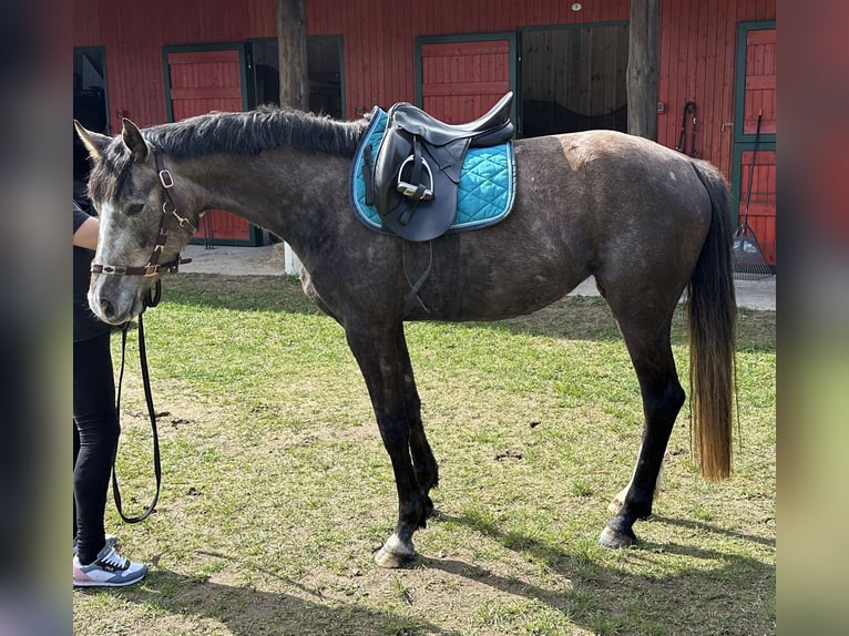 Deutsches Sportpferd Stute 3 Jahre 164 cm Braunfalbschimmel in Ueckermünde