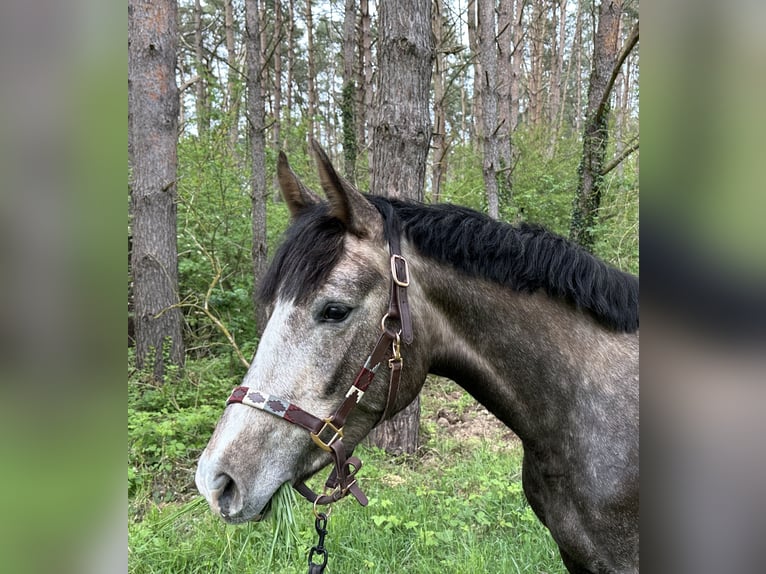 Deutsches Sportpferd Stute 3 Jahre 164 cm Braunfalbschimmel in Ueckermünde