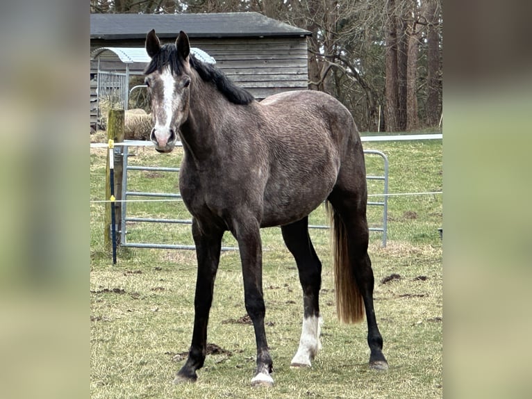 Deutsches Sportpferd Stute 3 Jahre 164 cm Braunfalbschimmel in Ueckermünde