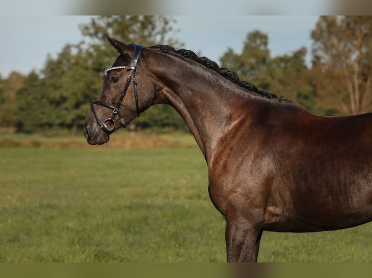 Deutsches Sportpferd Stute 3 Jahre 164 cm Rappe in Neustadt Dosse
