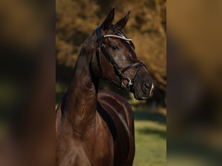 Deutsches Sportpferd Stute 3 Jahre 164 cm Rappe in Neustadt Dosse