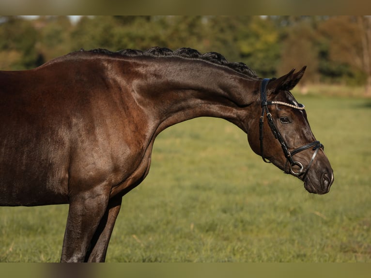 Deutsches Sportpferd Stute 3 Jahre 164 cm Rappe in Neustadt Dosse