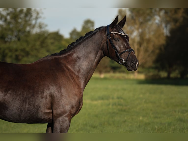 Deutsches Sportpferd Stute 3 Jahre 164 cm Rappe in Neustadt Dosse