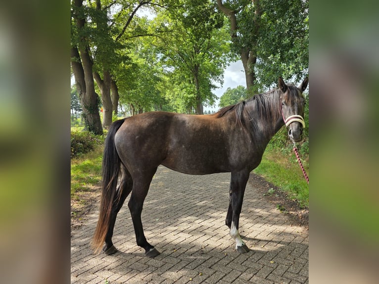 Deutsches Sportpferd Stute 3 Jahre 165 cm Apfelschimmel in EdewechtEdewecht